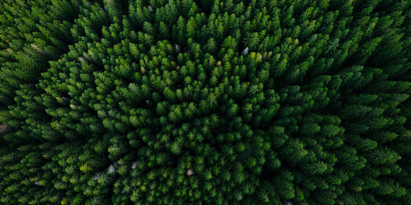 Birds eye view of a forest